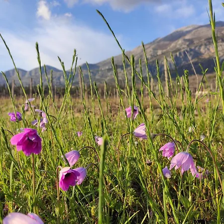 Uros In Nature With Pool Lovorno
